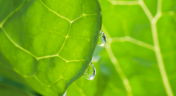 農(nóng)藥殘留測(cè)定儀為何適合測(cè)量蔬菜農(nóng)殘